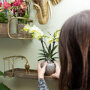 Mexico orchidee geel